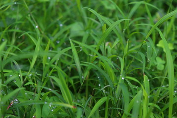 green grass with water drops