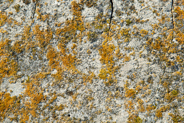 Gray stone covered with lichen and moss. Close-up
