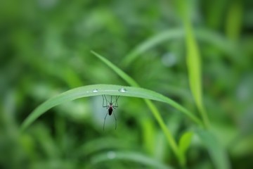 mosqito on blade of grass