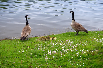 Two geese with a group of small goose chicks in the grass at the border of the lake