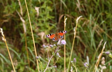 Das sch&ouml;ne Tagpfauenauge