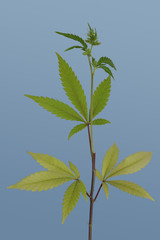 Three Leaf Cannabis Cluster