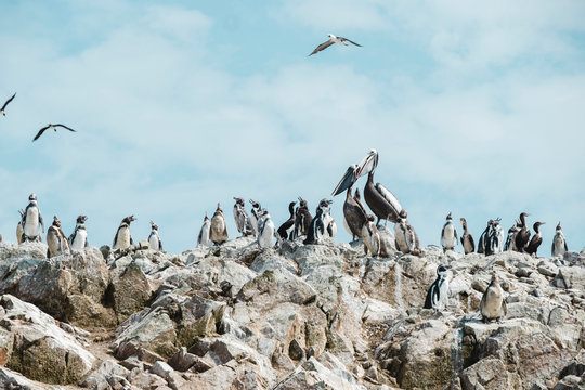 Pelicans and pinguins on a rock, Islas Ballestas, Paracas, Peru