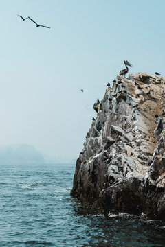 A pelican standing on guano covered rock,Islas Ballestas,Paracas,Peru