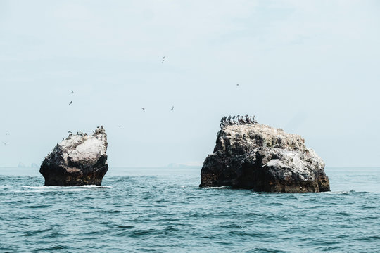 A flock of birds on sea rocks, Islas Ballestas,Paracas,Peru