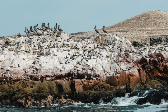 A pod of pelicans on a rock formation,Islas Ballestas,Paracas,Peru