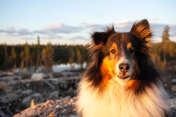 Shetland Sheepdog in Summer at Sunset