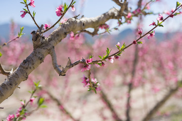 Beautiful pink peach flowers petals and trees blooming on a spring sunny day