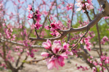 Obraz premium Beautiful pink peach flowers petals and trees blooming on a spring sunny day