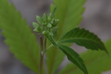 Cannabis Pollen Cluster with Leaf 05