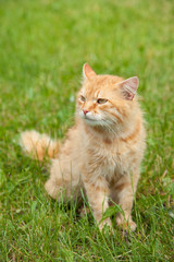 Naklejka na ściany i meble Cute red orange fluffy cat sits outdoors in the summer garden in the green grass in the sunlight