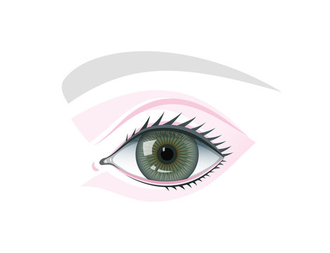 Eye Eyelids And Brow Schematic Template Illustration.