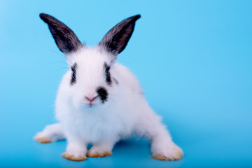 Small cute adorable and fluffy bunny rabbit with black and white pattern stand and look forward to camera and stay on blue background