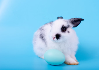 Small cute adorable and fluffy bunny rabbit with black and white pattern stay behind blue egg with blue background