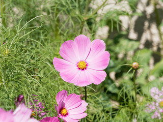 Fototapeta premium Fleur de Cosmos bipinnatus ou cosmos bipenné au capitule de couleur rose