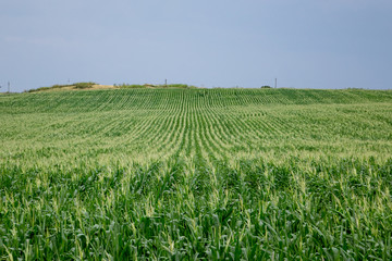 Fototapeta na wymiar field of young green corn stretching into the distance. Horizontal frame.