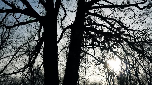 Silhouette of an old forked oak tree in the rays of the sun. Environment. Natural resources of the Earth