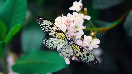 butterfly on a flowers 10