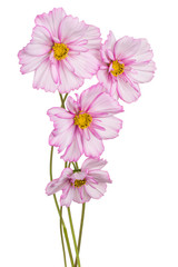 cosmos flowers isolated