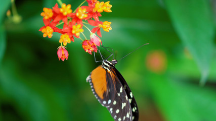 butterfly on a flower