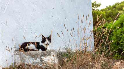 Liegende schwarzweiße Katze vor einer weißen Wand auf Mallorca