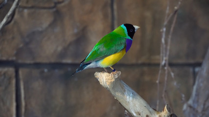 bird colorful
