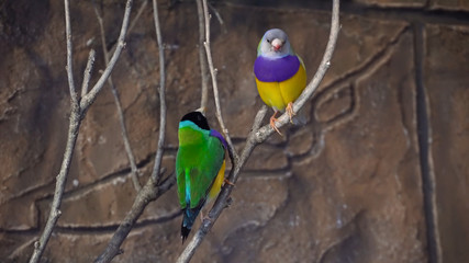 parrot colorful5