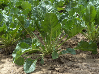 Die Zuckerrübe (Beta vulgaris subsp. vulgaris, Altissima Group)