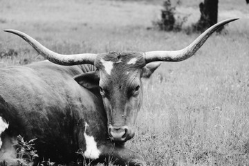 Texas longhorn cow being sassy on farm in black and white.