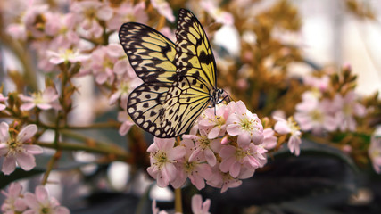 butterfly on flower21