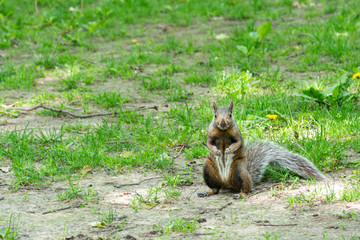 A stand up squirrel in a park looking straight to the camera over a sand field with some grass
