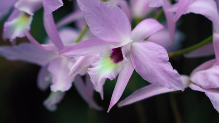 pink flower1