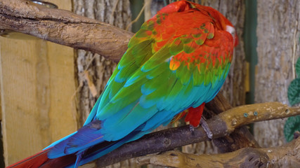 colorful parrot on branch1