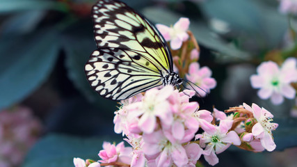 butterfly on flower11