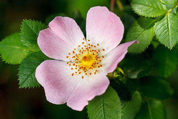 Rosehip flower closer
