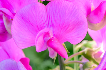 Wild sprawling pink vetch (Vicia) in a garden.