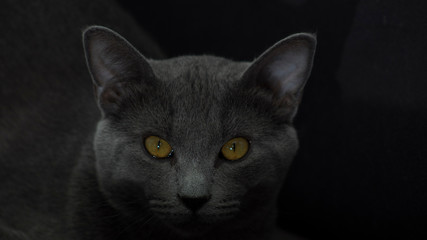 gato gris