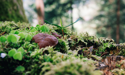 mushroom in the forest close up
