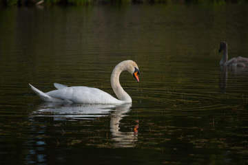 A swan in a pond on the Drottningholm island in Stockholm
