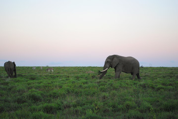 Naklejka na ściany i meble Wild Elephants in South Africa