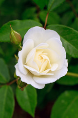 white rose rosebud