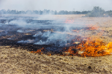 Forest and steppe fires dry completely destroy the fields and steppes during a severe drought. Disaster brings regular damage to nature and economy of region. Lights field with the harvest of wheat