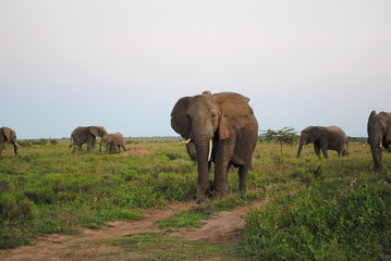 Naklejka na ściany i meble Wild Elephants in South Africa