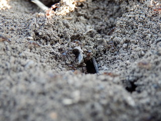 Ants