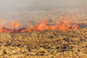 Forest and steppe fires dry completely destroy the fields and steppes during a severe drought. Disaster brings regular damage to nature and economy of region. Lights field with the harvest of wheat