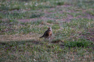 A Fieldfare on an island on the Drottningholm island in Stockholm