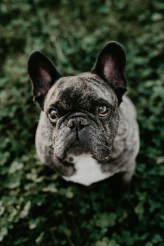 Big French bulldog with gray spots sitting on grass looking at camera from above