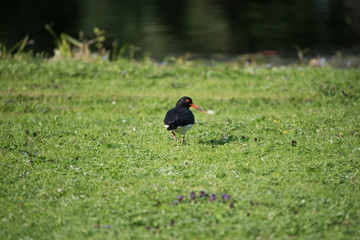 A Eurasian oystercatcher on an island on the Drottningholm island in stockholm