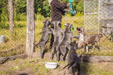 Puppies of American Staffordshire Terrier, sitting in the aviary, want to eat