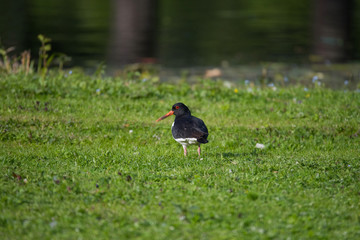 A Eurasian oystercatcher on an island on the Drottningholm island in stockholm